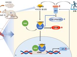 질병관리청, 비타민D 노년기 근감소증 예방에도 효과 있어 기사 이미지